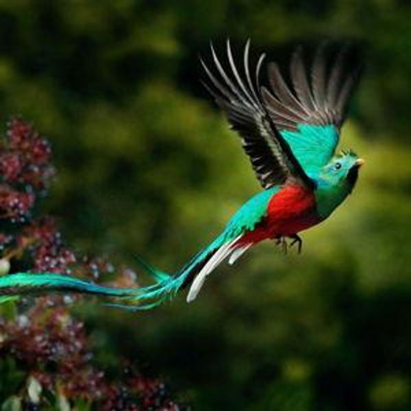 Costa Rica Honeymoon Fund