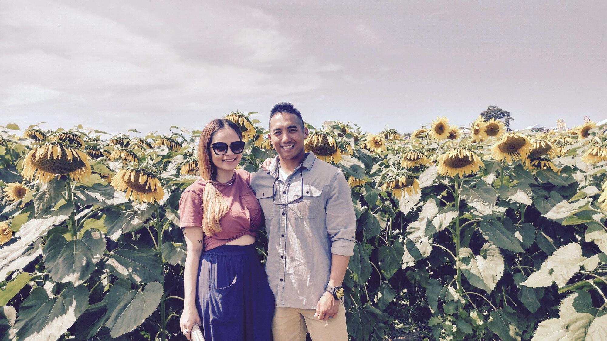 sunflower field