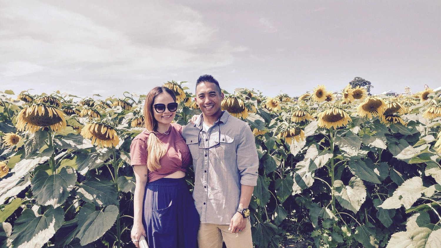 sunflower field