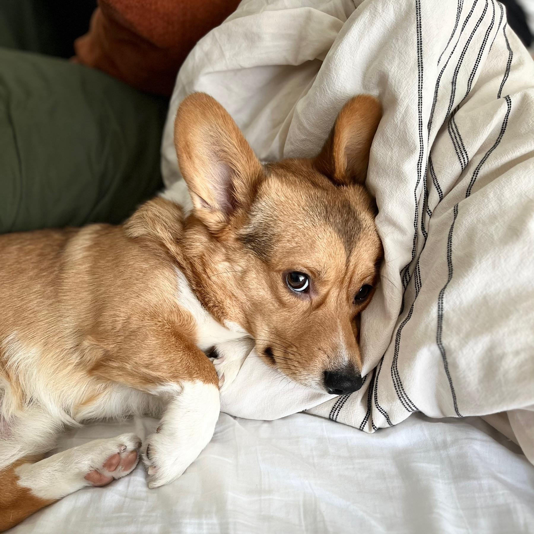 ...and then there's my boy Kona <3 We got him a year after Honey because Jonathan and Honey made me feel like a third wheel. Now we all feel whole together.