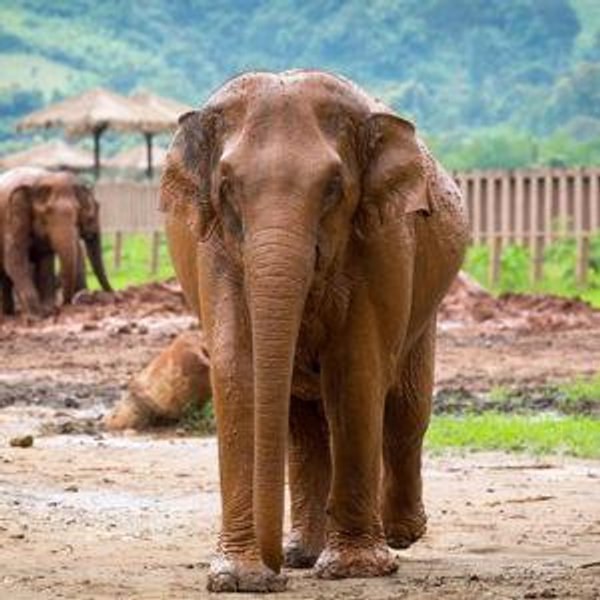 Elephant Sanctuary Tour