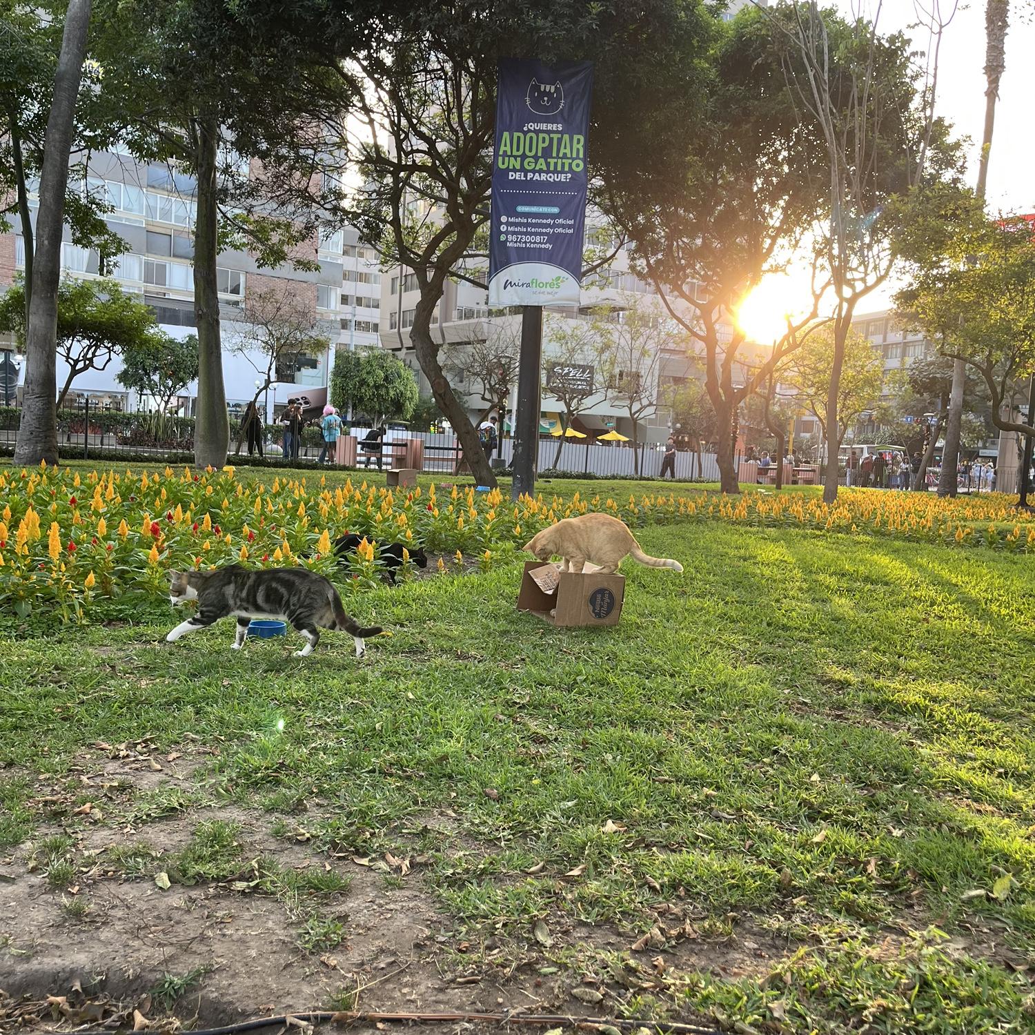 JFK Park (Cat Park), Miraflores, Peru