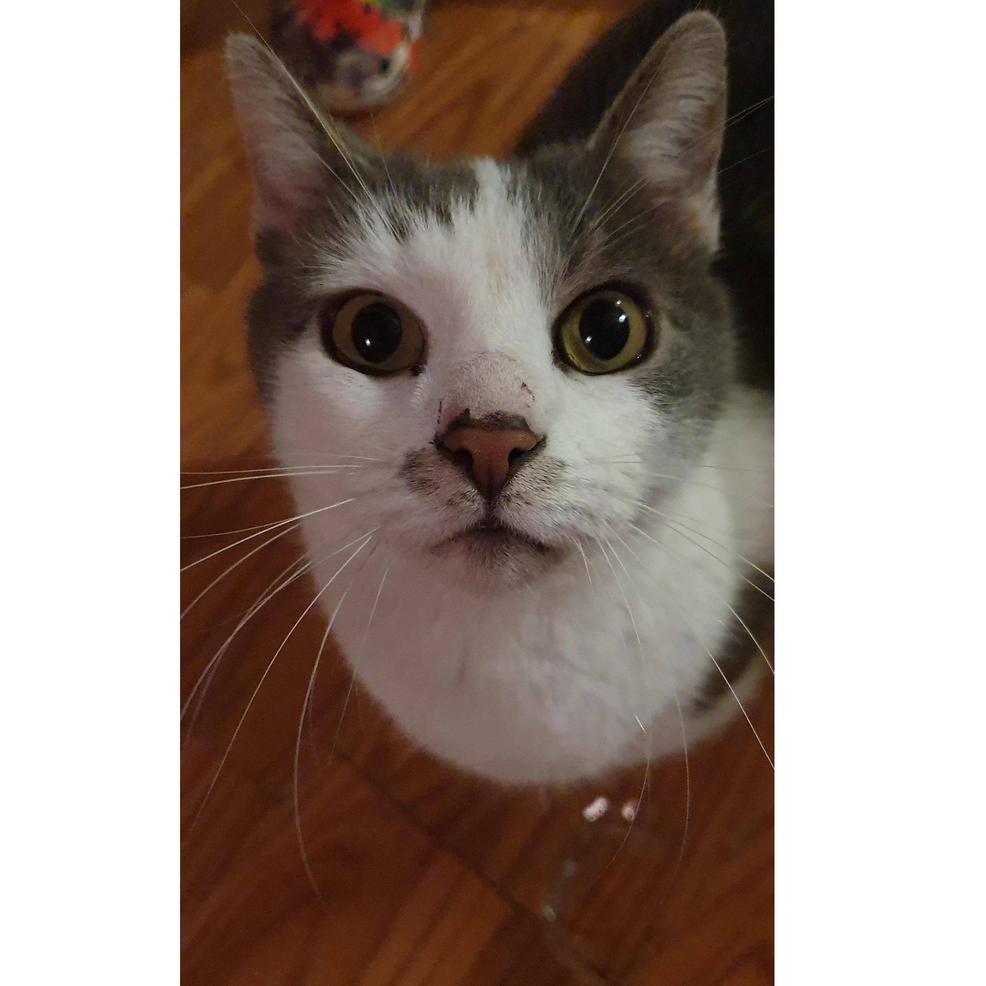 Augustus "Gus Gus"