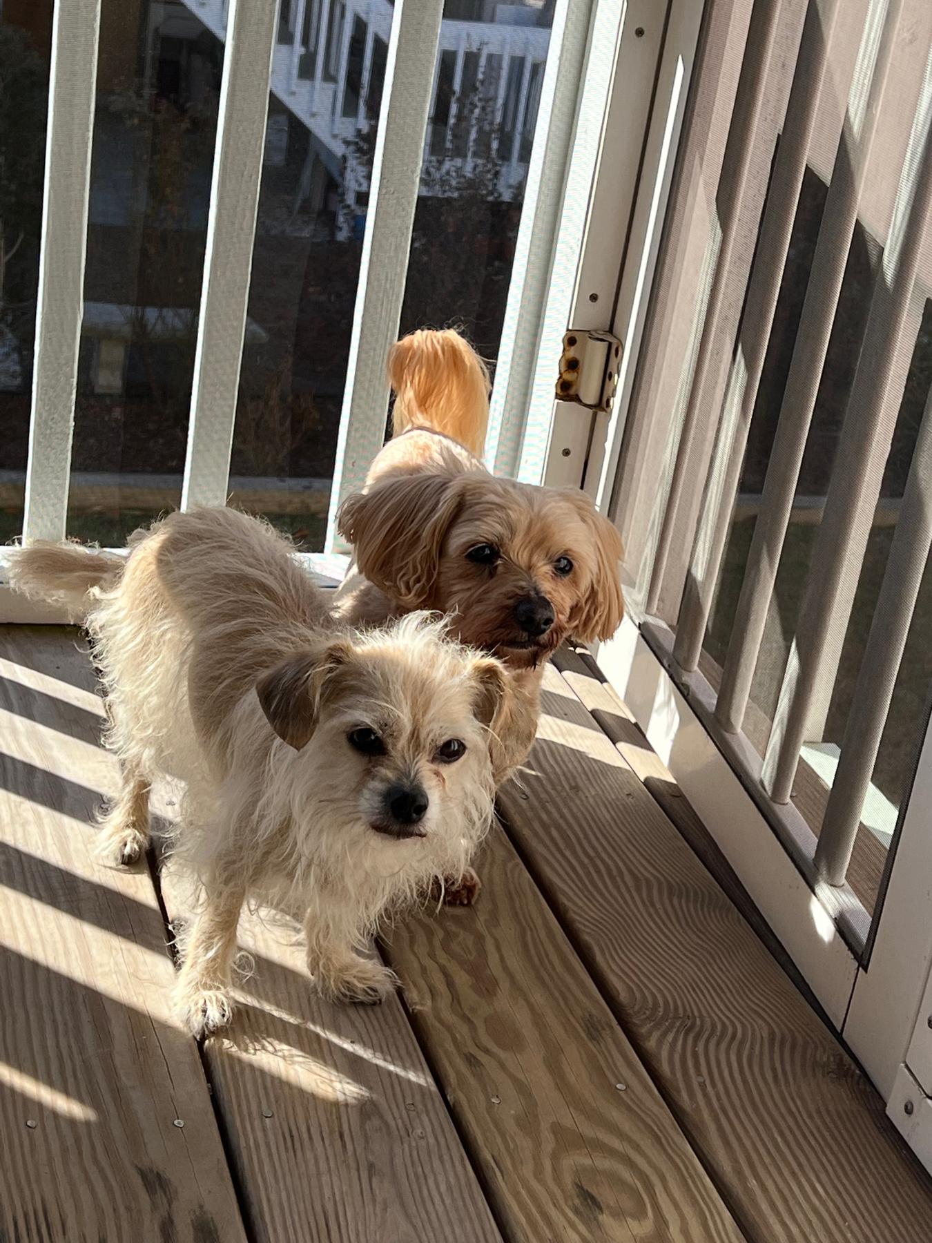 Harvey and Trixie enjoying the sunshine on the back porch at the beach