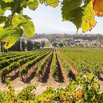 Callaway Vineyard & Winery