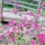 Botanical Gardens