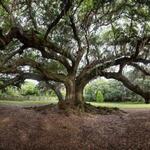 Sightseeing - *Audubon Park