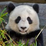 San Diego Zoo