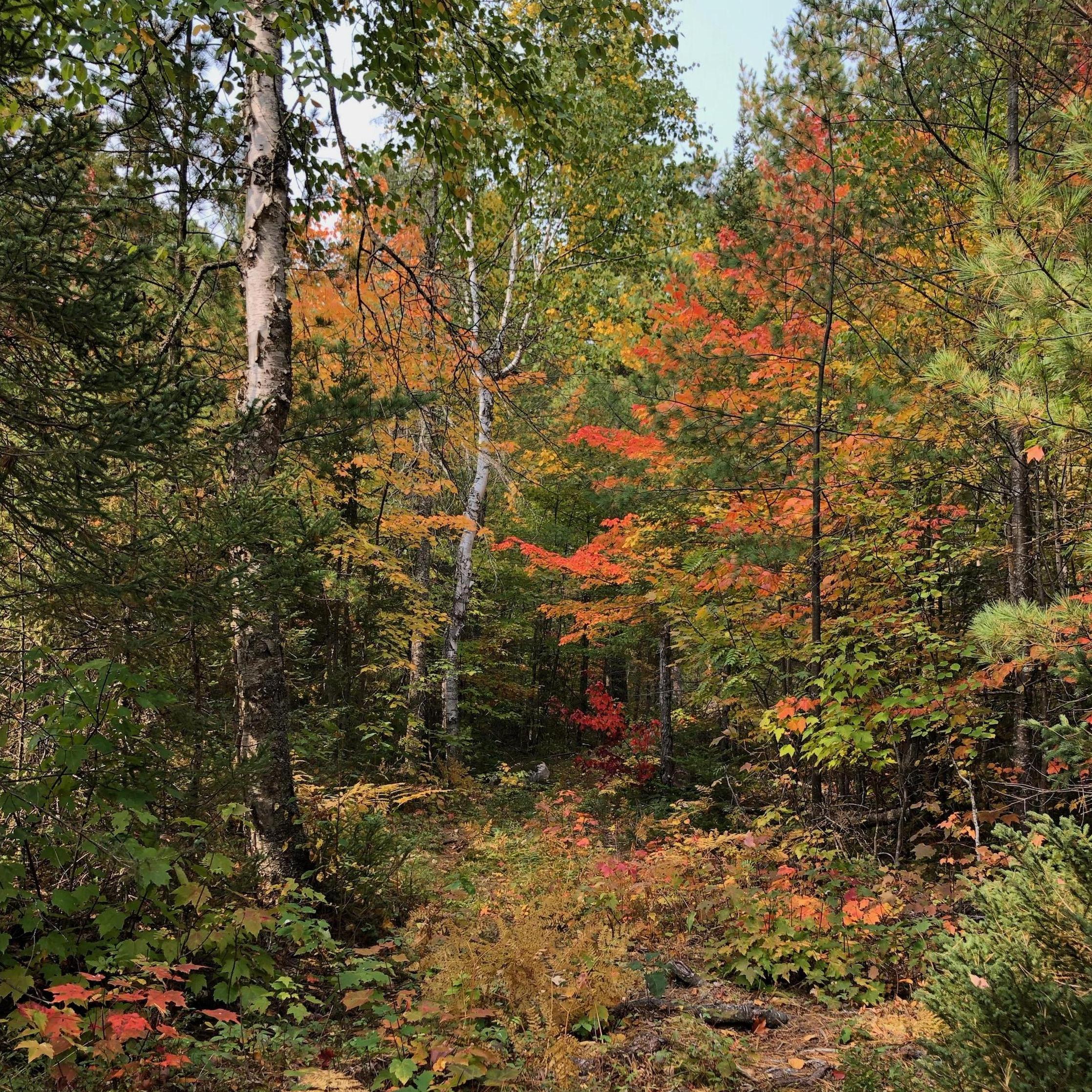 Fall colors in Ely