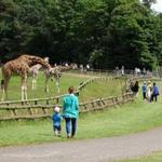 Fota Island