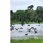 IITA Forest Reserve