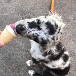 Dairy Queen Grill & Chill