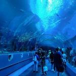 Georgia Aquarium