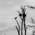 Conestee Nature Preserve