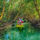 Kayak or Paddle Board through Mangrove Tunnels in Indian Key Historic State Park