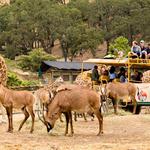 Safari West