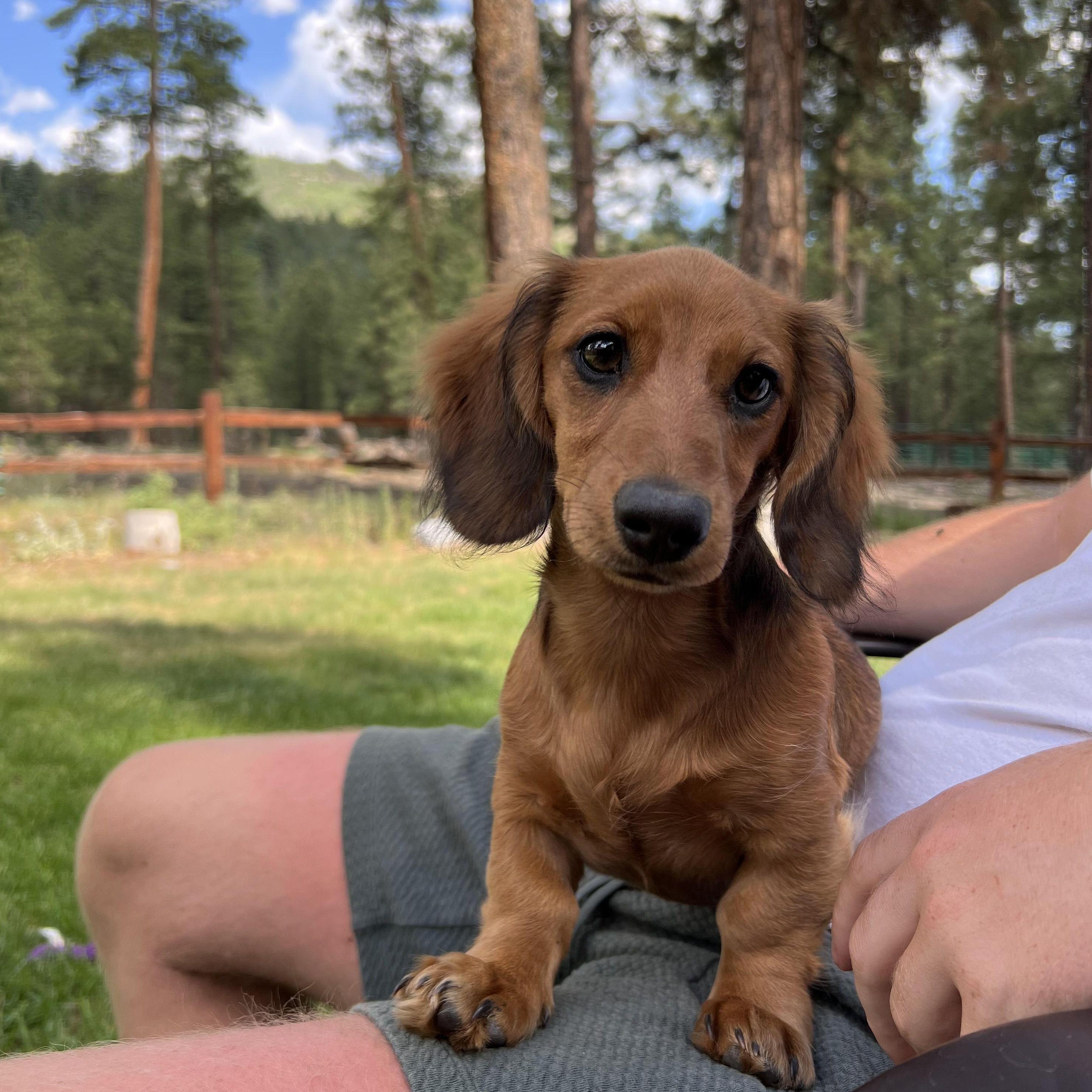 Our crazy puppy Ruby