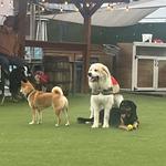 Dog Yard Bar