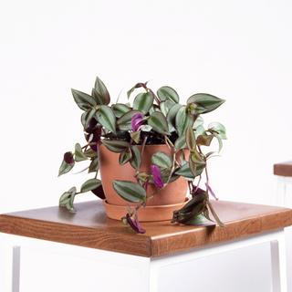 Tradescantia Zebrina