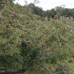 Dr Davies Farm