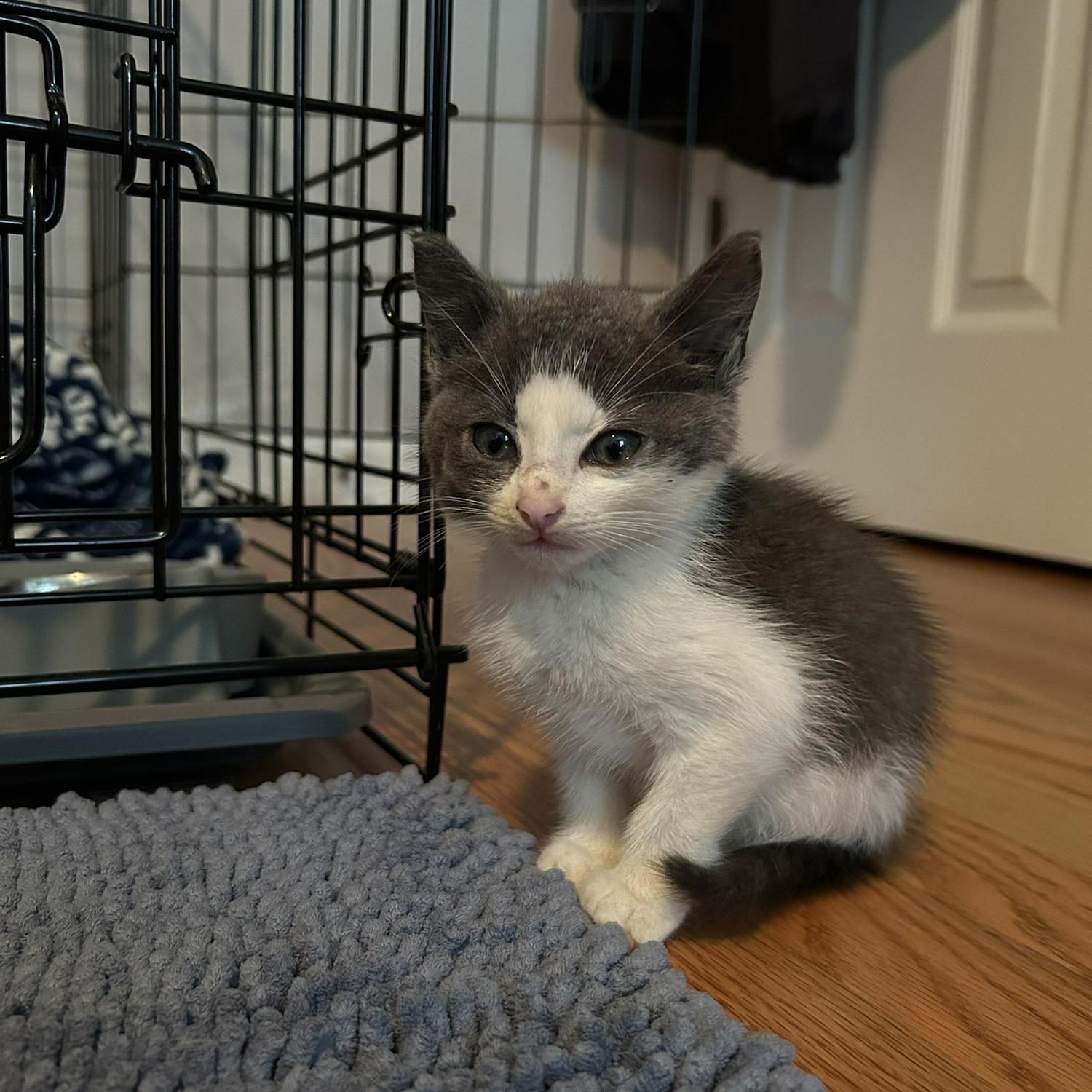 Baby luffy