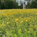 Virmond Park