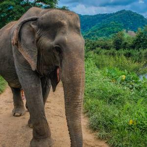 Ethical Elephant Sanctuary Visit
