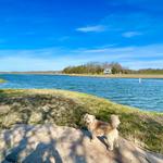Explore the Essex River by Boat or Paddle Board