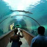 Atlantis Marine Habitat over Paradise Island