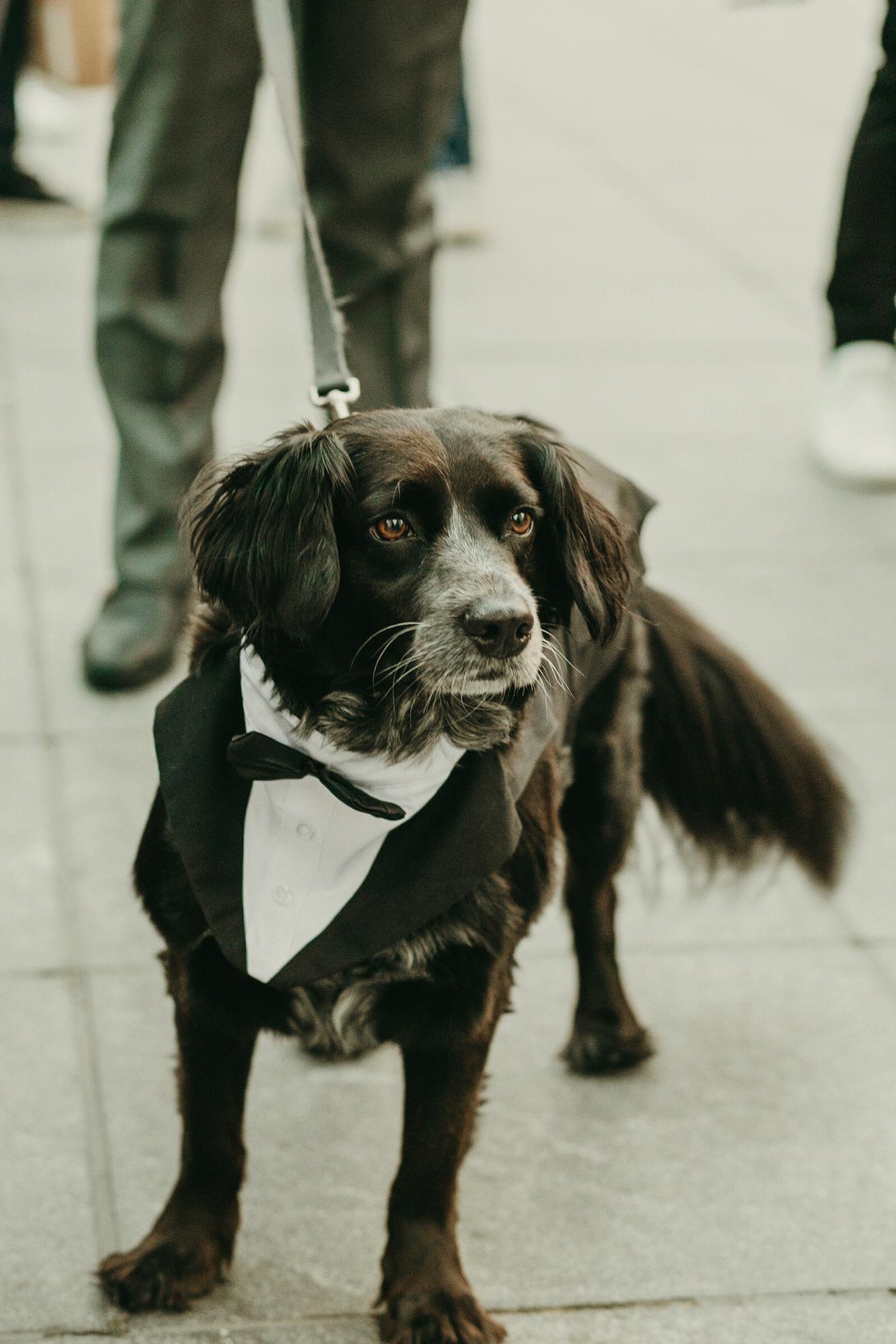 Our mutual friend Chris Scopo asked if Charlie was coming to the wedding, and when we said no, he replied "well yes he is, because I bought him a Tux."