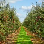 Pennings Orchard