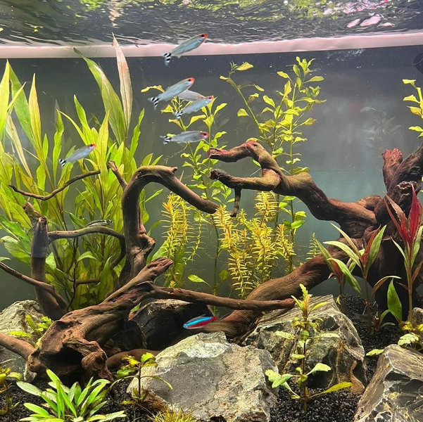 Asher’s Fish Tank Fund