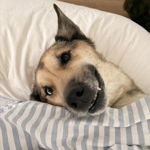 Boscoe Wedding/Honeymoon Boarding Fund