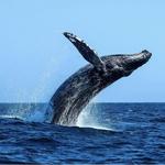 Whale Watching & Charter Fishing