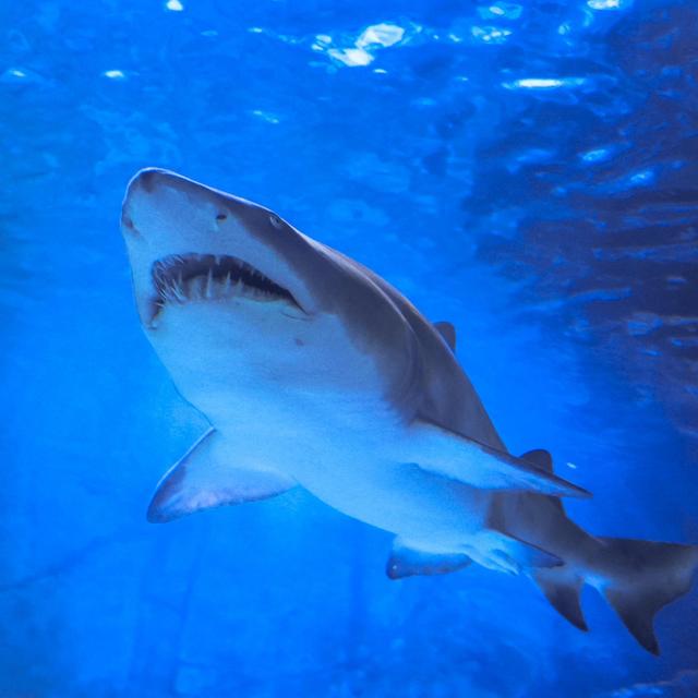 Newport Aquarium Passes for 2