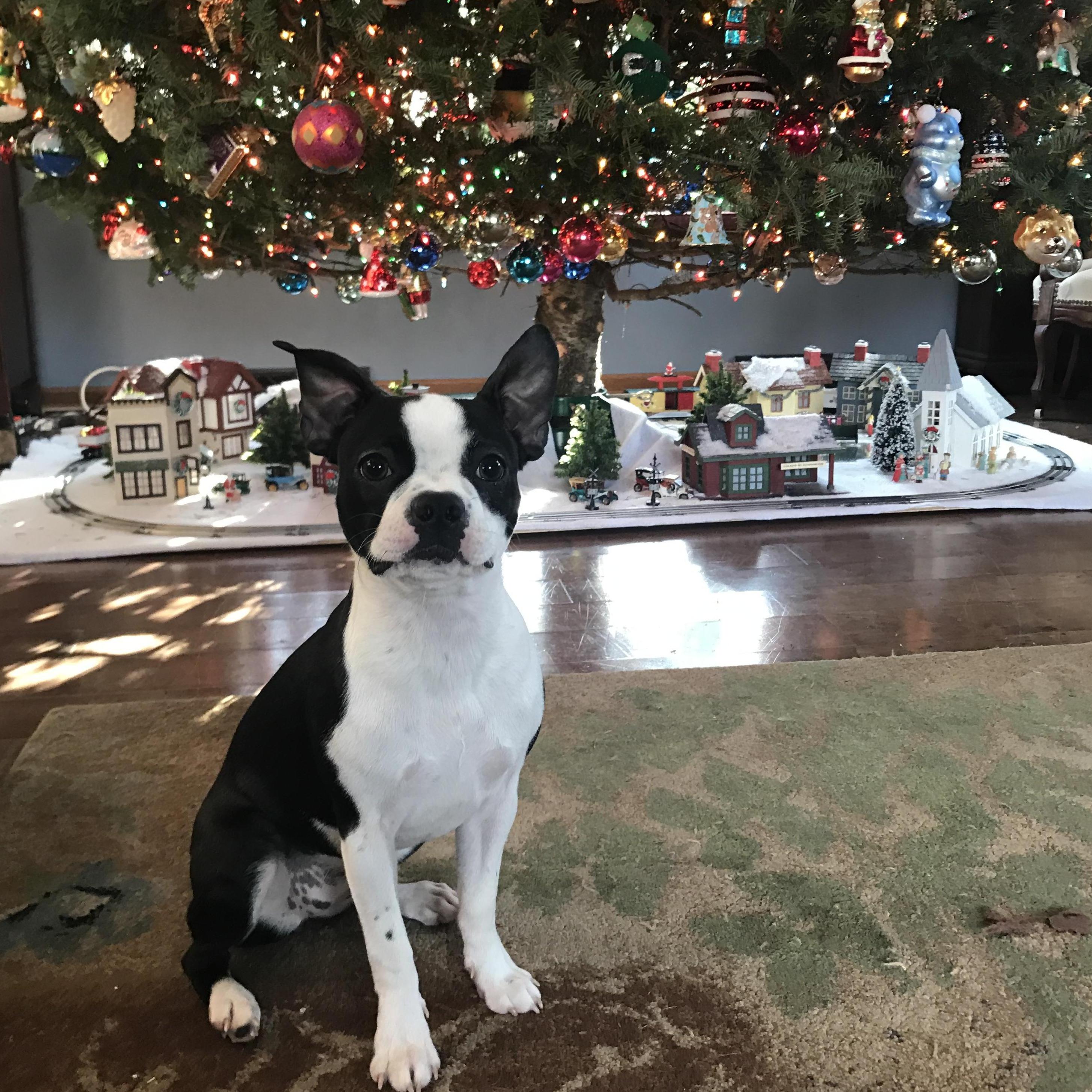 Izzy's first Christmas!
