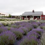 White Oak Lavender Farm & The Purple WOLF Vineyard