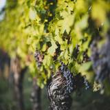 Bolgheri