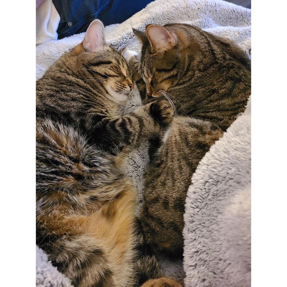 Precious fur babies