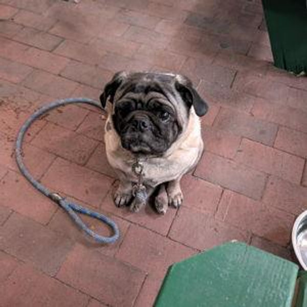 Local animal shelter donations