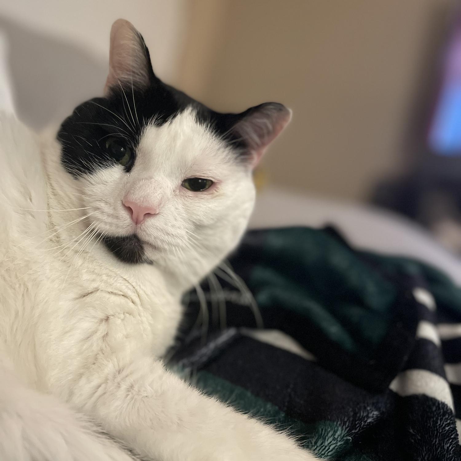Our baby Dexter