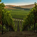 Napa Valley