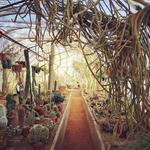 Moorten Botanical Garden