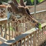 Elmwood Park Zoo