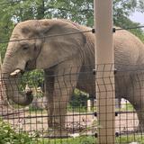 The Buffalo Zoo