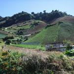 Cerro Punta