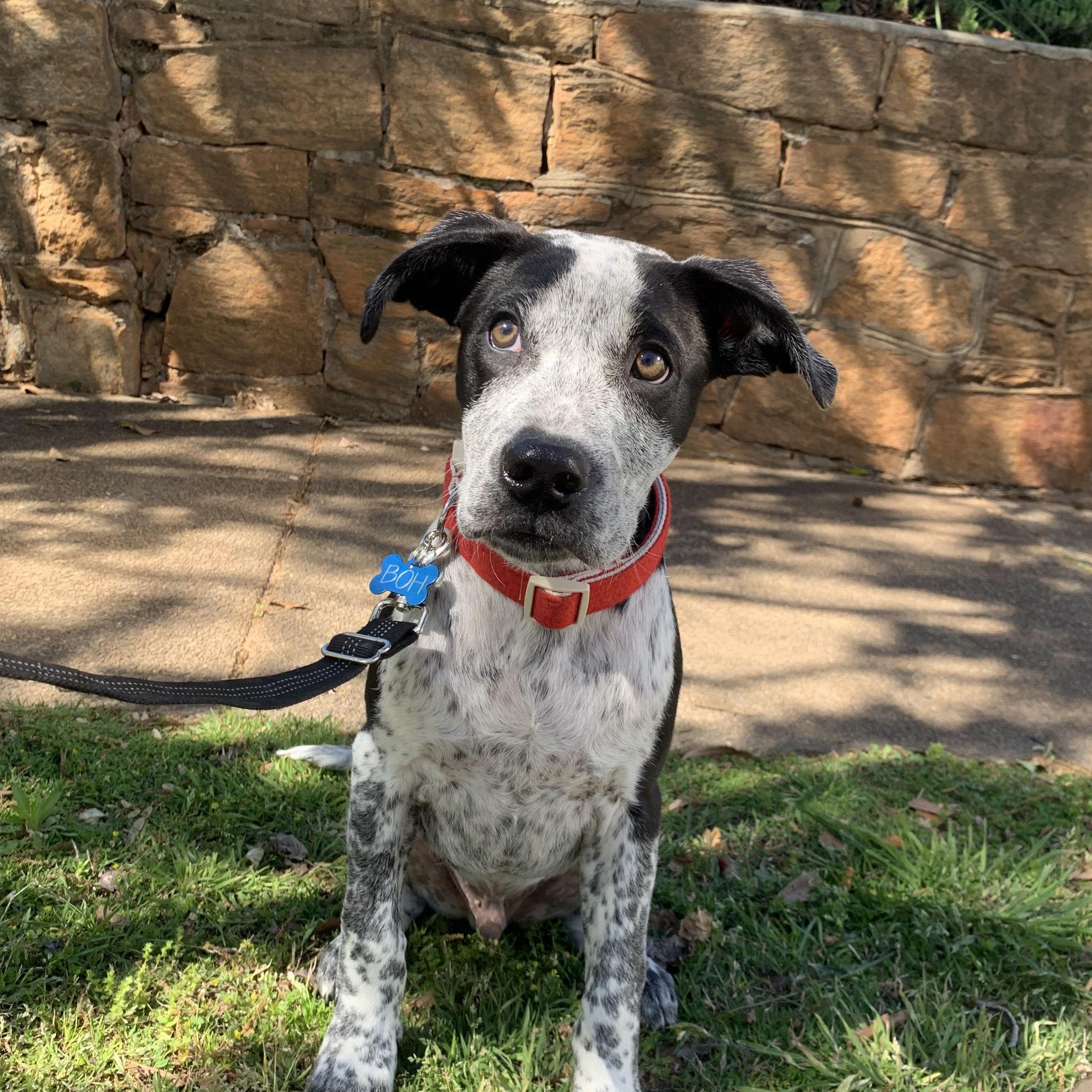 Our first day with Boh