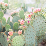Desert Botanical Garden
