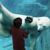 Saint Louis Zoo