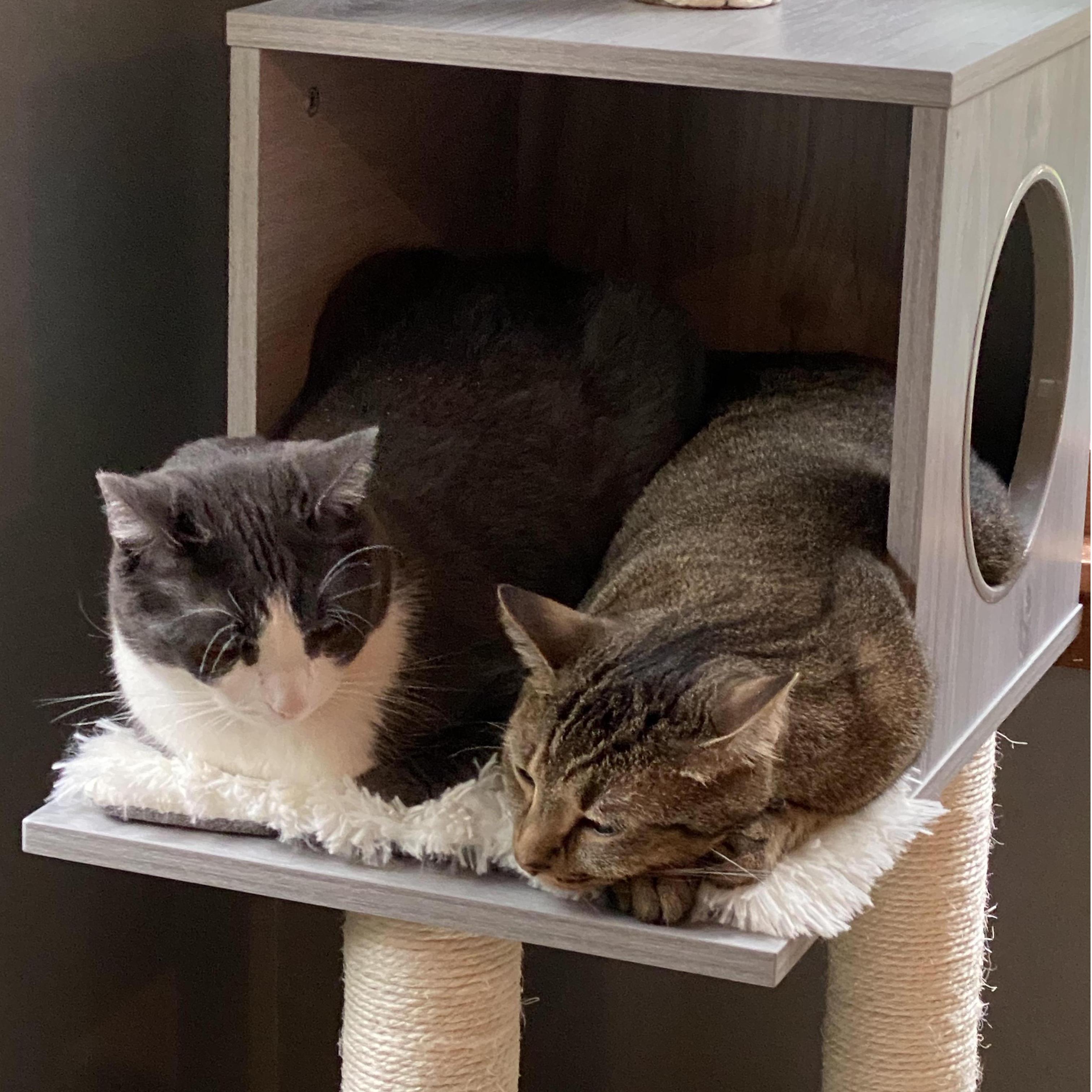 When we joined our homes in Sept. 2019 our cats Warren and Graham became two peas in a pod.